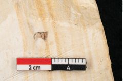 Foto (Detailansicht) von Arbutus serra Unger (NHMW-GEO-2024-0188-8178)